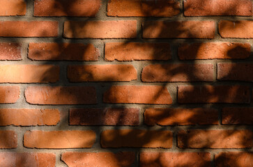 Red Brick Wall with Gentle Leaf and Twig Shadows at Sunset