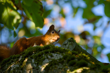 Curious red squirrel peeking out from tree trunk close-up	