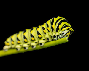 Naklejka premium yellow swallowtail caterpillar on a leaf
