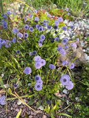 Globularia punctata.An evergreen creeper with fluffy purple spherical inflorescences in a spring garden. Alpine plants. Flower background