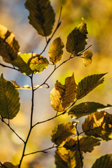 Jahreszeitenmotiv Herbst – Farbiges Herbstlaub in Nahaufnahme