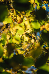 Jahreszeitenmotiv Herbst – Farbiges Herbstlaub in Nahaufnahme