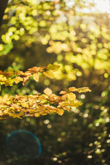 Jahreszeitenmotiv Herbst – Farbiges Herbstlaub in Nahaufnahme