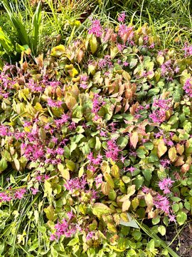 epimedium grandiflorum.An early-blooming flower with pink inflorescences in a spring garden. Flower background