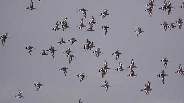 A swarm of Black-tailed Godwits (Limosa limosa) flying around in early spring - slow motion