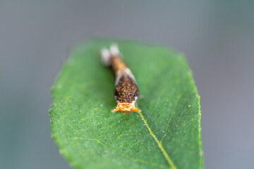 Caterpillar Camouflage on Citrus Leaf