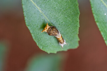 Citrus Garden Pest on Plant Stem