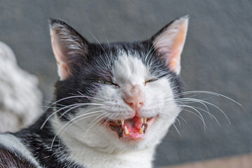 Curious Cat Facial Expression