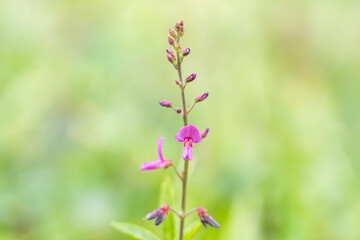  Desmodium incanum, creeping beggarweed, Spanish clover, Spanish tick-trefoil. kaʻimi or kaimi clover. near Kahua Nui-Makai (Ho'omaluhia) Campsites, Hoʻomaluhia Botanical Garden. Honolulu, Oahu, Hawai