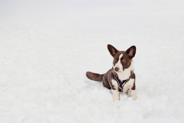 Corgi dog is sitting and walking in the snow in the park on a frosty winter day. Jumping, playing, enjoying the snow. Happy dog. Cheerful, fussy dogs. Sinology, training