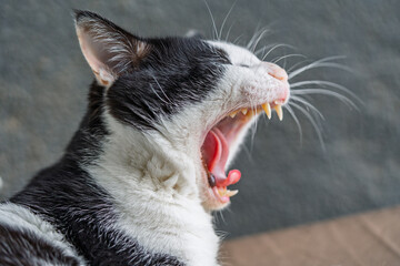 Cat Opening Mouth to Yawn