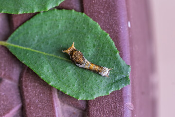 Papilio Demoleus Larval Growth Stage
