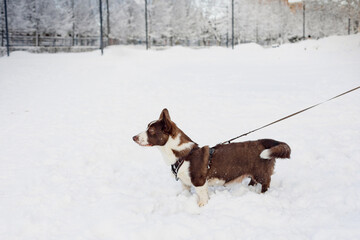 Naklejka premium Side view Corgi dog is walking in the snow in the park on a frosty winter day. Jumping, playing, enjoying the snow. Happy dog. Cheerful, fussy dogs. Sinology, training