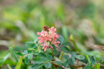 Indigofera spicata, the creeping indigo or trailing indigo, is a species of flowering plant in the family Fabaceae. near Kahua Nui-Makai (Ho'omaluhia) Campsites, Hoʻomaluhia Botanical Garden. Honolulu