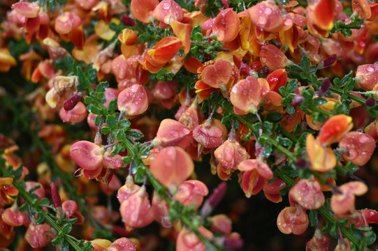 Vibrant Orange and Red Petals of scotch broom cytisus plant Speckled with Clear Raindrops