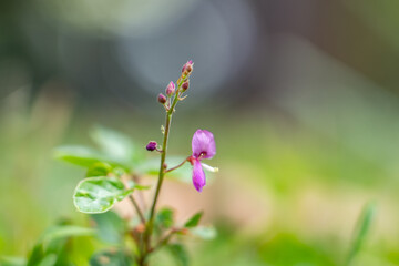  Desmodium incanum, creeping beggarweed, Spanish clover, Spanish tick-trefoil. kaʻimi or kaimi clover. near Kahua Nui-Makai (Ho'omaluhia) Campsites, Hoʻomaluhia Botanical Garden. Honolulu, Oahu, Hawai