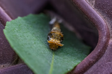 Butterfly Larva Feeding Behavior Macro