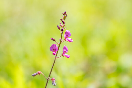  Desmodium incanum, creeping beggarweed, Spanish clover, Spanish tick-trefoil. kaʻimi or kaimi clover. near Kahua Nui-Makai (Ho'omaluhia) Campsites, Hoʻomaluhia Botanical Garden. Honolulu, Oahu, Hawai