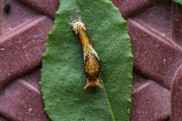 Green Citrus Caterpillar Macro Shot
