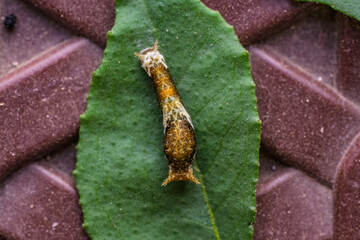 Citrus Butterfly Larva on Leaf