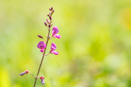Desmodium incanum, creeping beggarweed, Spanish clover, Spanish tick-trefoil. kaʻimi or kaimi clover. near Kahua Nui-Makai (Ho'omaluhia) Campsites, Hoʻomaluhia Botanical Garden. Honolulu, Oahu, Hawaii