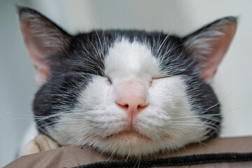 Domestic Cat Closeup