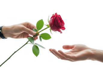 A hand offering a single red rose to another open hand, isolated on transparent background