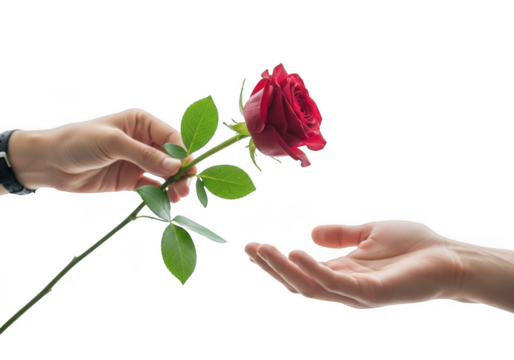 A hand offering a single red rose to another open hand, isolated on transparent background