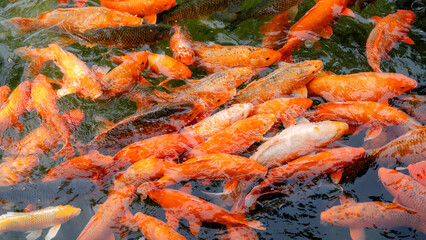 Koi fish swimming in Beihai Park, Beijing
