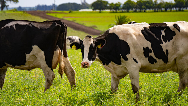 Dairy cows in a field in South America