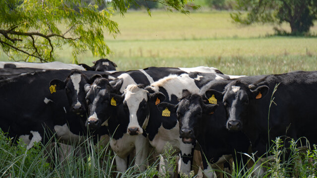 herd of cows in the shade of the trees