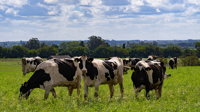 cows holando grazing in natural meadow