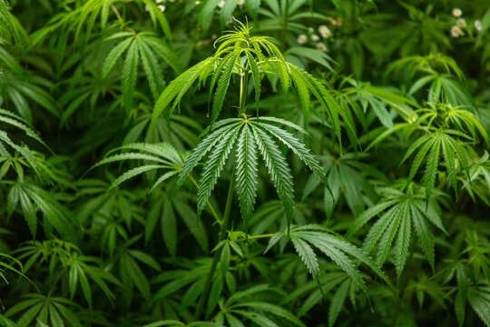 Wild cannabis sativa plants flourishing outdoors