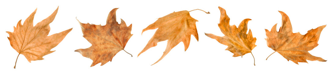 Brown leaves isolated on white, set. Autumn season