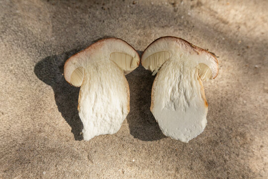 Fresh porcini mushrooms sliced on a textured surface