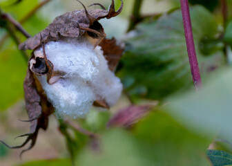 Sea Island Cotton Boll