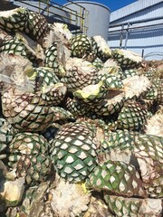En esta foto podemos ver la materia prima del tequila, el agave ya jimado, o tambi&eacute;n lo que conocemos como la pi&ntilde;a o "coraz&oacute;n" del agave. En espera para su transformaci&oacute;n...