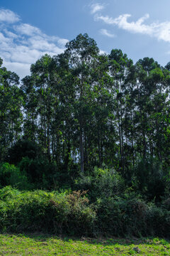 Spring forest landscape with lush greenery