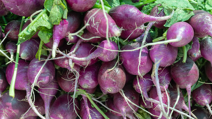 Purple Plum radishes with vibrant greens in market