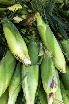 Fresh greenmarket corn on the cob display