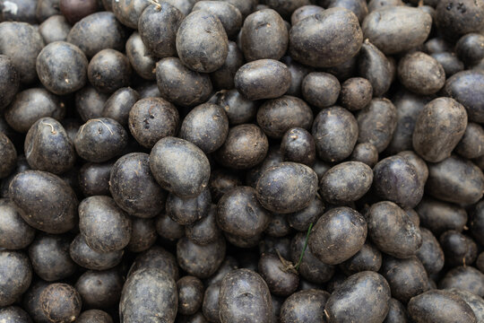 Purple potatoes at a vibrant greenmarket