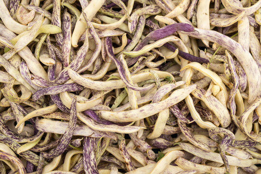 Dragon Tongue Beans at a Greenmarket