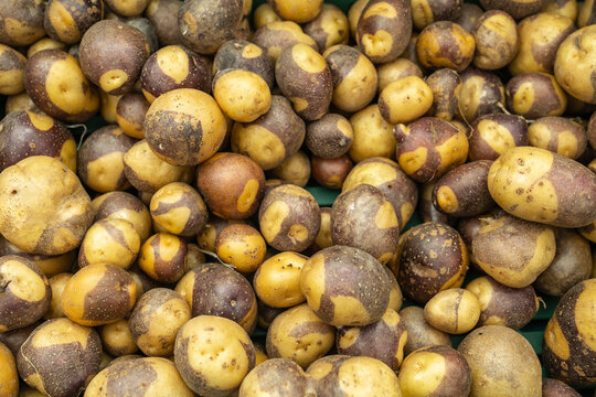 Heirloom Adirondack Gold Potatoes at Greenmarket