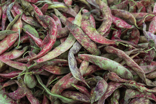Cranberry beans with colorful speckled pods
