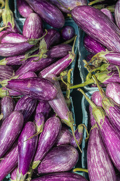 Fresh striped eggplants at greenmarket display