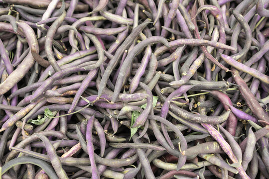 Royal Burgundy beans displayed at a greenmarket