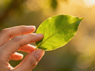 A hand gently touching a green leaf with soft natural light