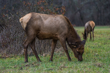Wild elk standing on the road in a national forest surrounded by trees