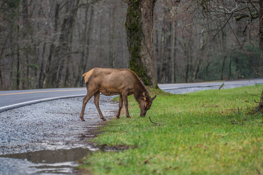 Wild elk standing on the road in a national forest surrounded by trees