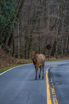 Wild elk standing on the road in a national forest surrounded by trees